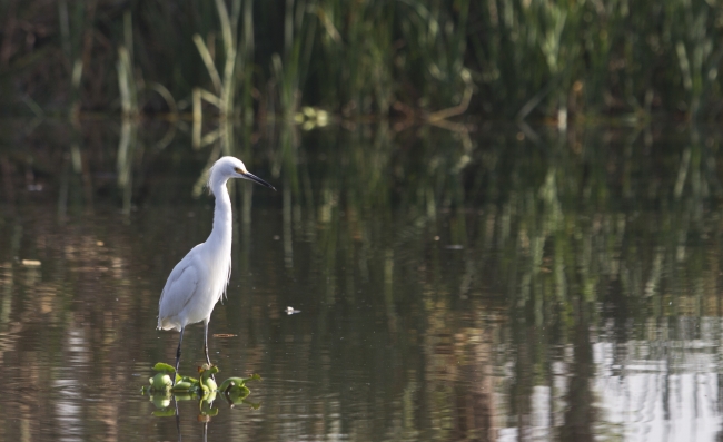 En 2050, Xochimilco podría desaparecer de seguir sus problemas ambientales