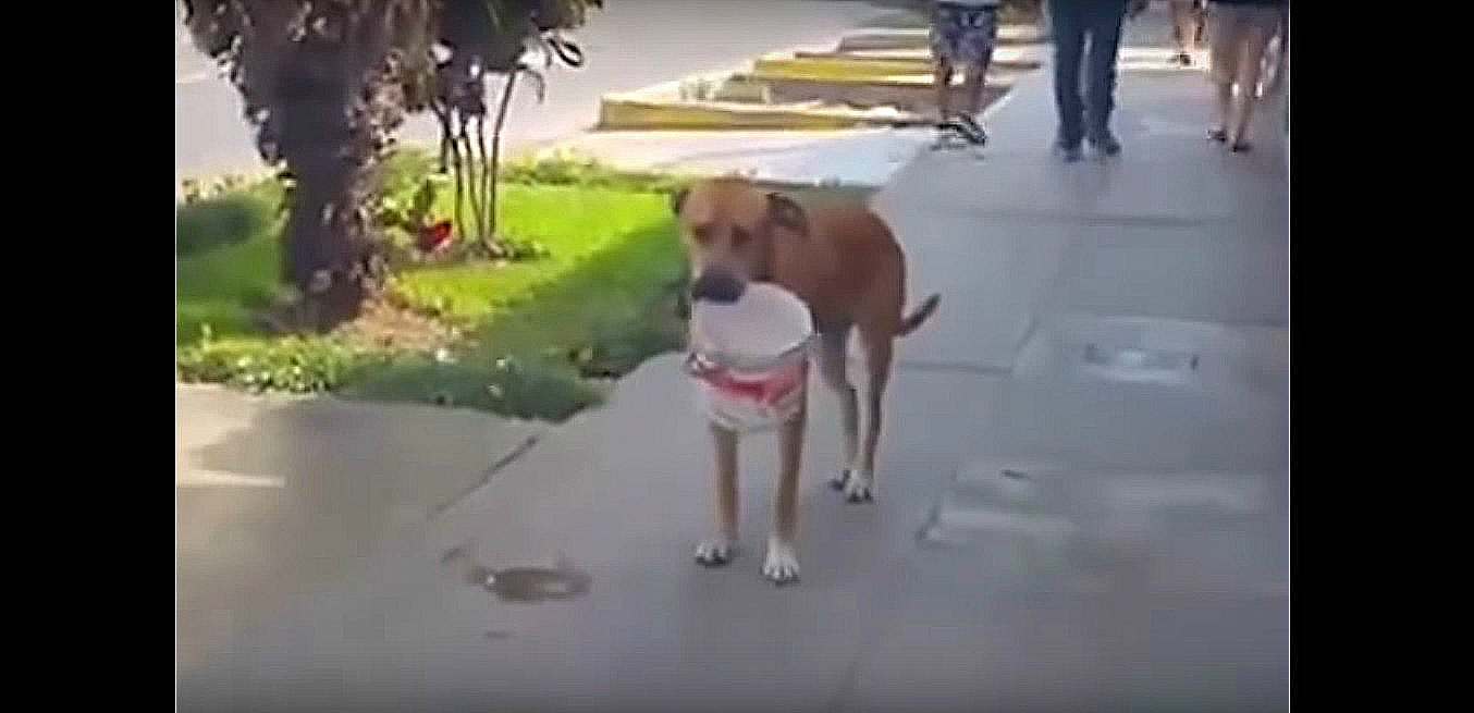 Conmueve en redes video de perrito pidiendo agua