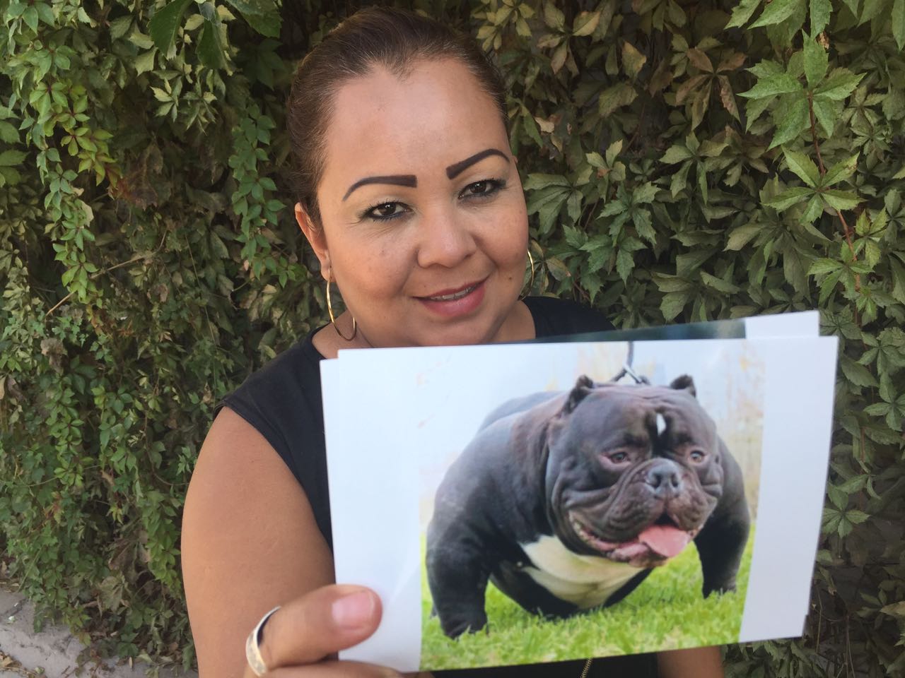 Crece número de pitbulls en la región lagunera