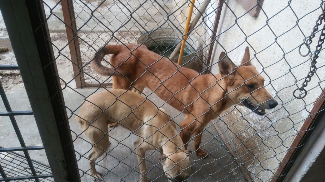 “No hay avances para combatir sobrepoblación de perros”: Rescatistas