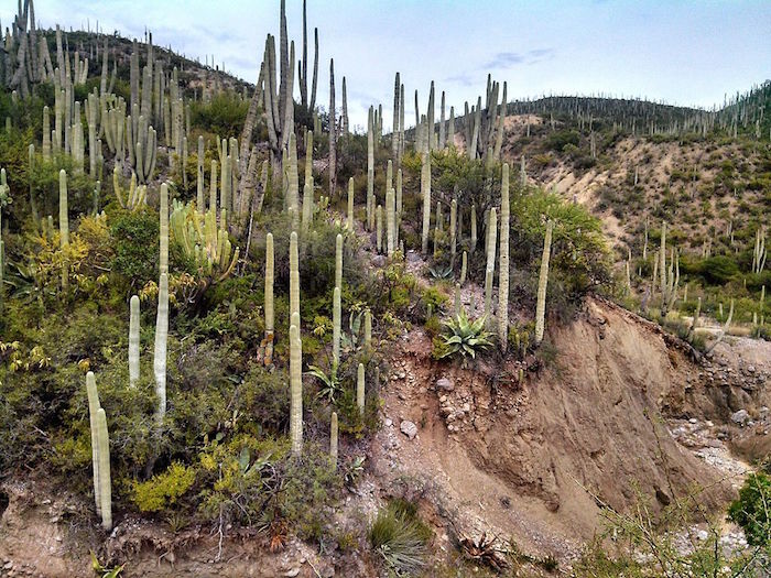 Valle de Tehuacán-Cuicatlán: Patrimonio Mundial