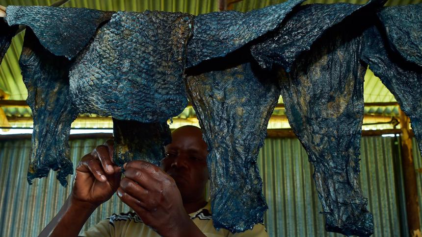 Olvídate de las bolsas de piel de cocodrilo, en Kenia usan la de pescado