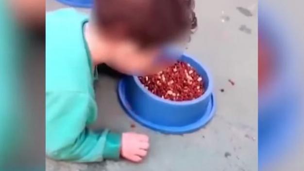 Telediario Media Mujer obliga a su bebé de dos años a comer alimento para perro

 