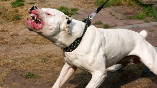 Muere mujer tras ser atacada por perro pitbull