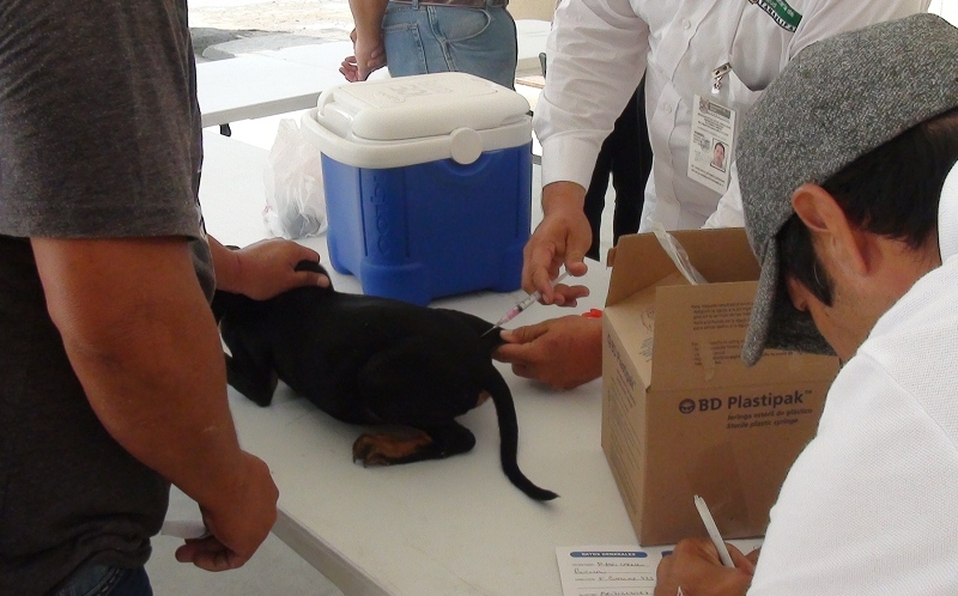 Con título falso opera el "Mata Perros" de Tampico