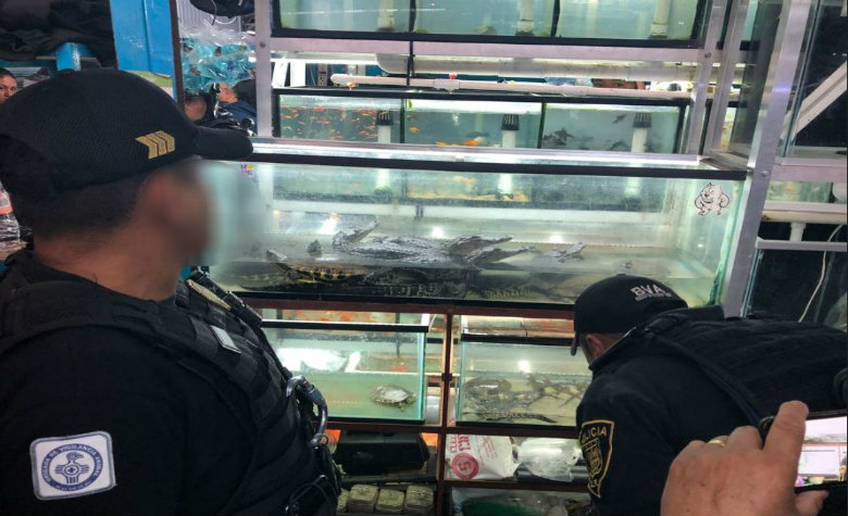 Policía capitalina incauta especies protegidas en mercado de la Morelos