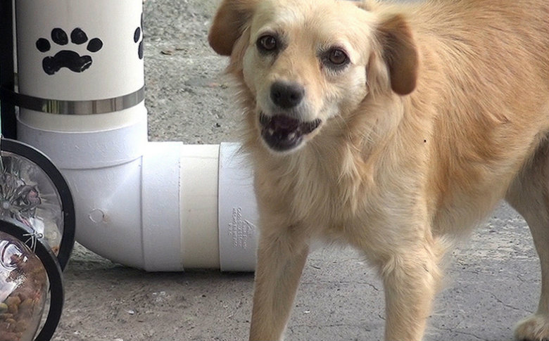 Hoy es el #DiaMundialDelPerroAdoptado