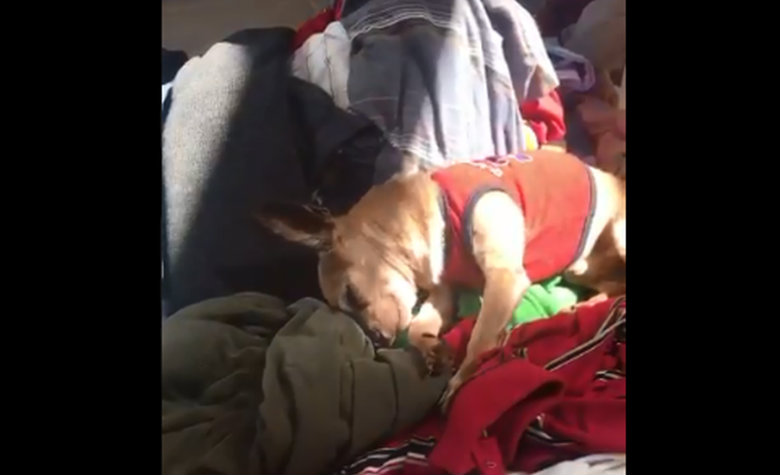 Perrito llora sobre la ropa de su dueño muerto