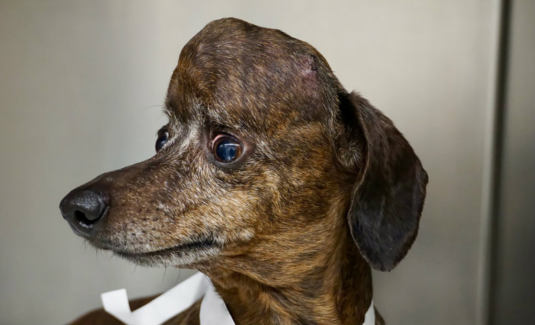 Perrita con cáncer recibe nuevo cráneo gracias a tecnología 3D