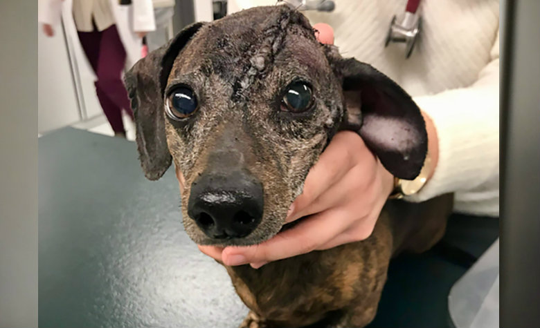 Perrita con cáncer recibe nuevo cráneo gracias a tecnología 3D