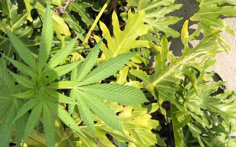 Investigan plantas de mota en Monumento