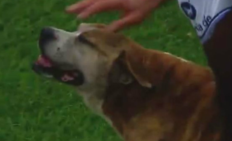 Perrito se mete a la cancha para que lo acaricien, en Argentina