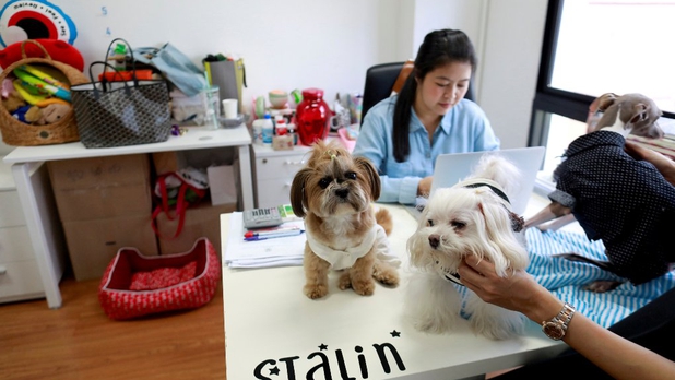 Para aliviar estrés, agencia en Tailandia deja que empleados lleven al perro a la oficina