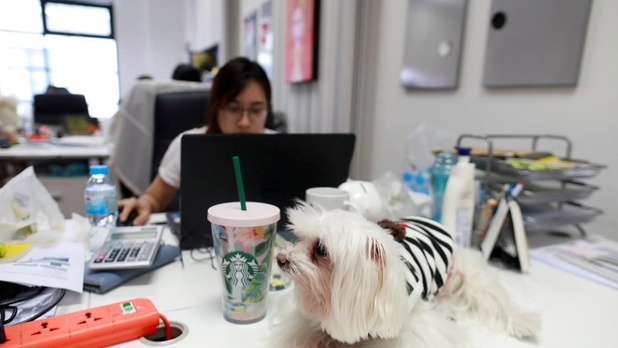 Para aliviar estrés, agencia en Tailandia deja que empleados lleven al perro a la oficina