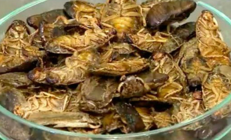 Pan de cucaracha ¡bien nutritivo!