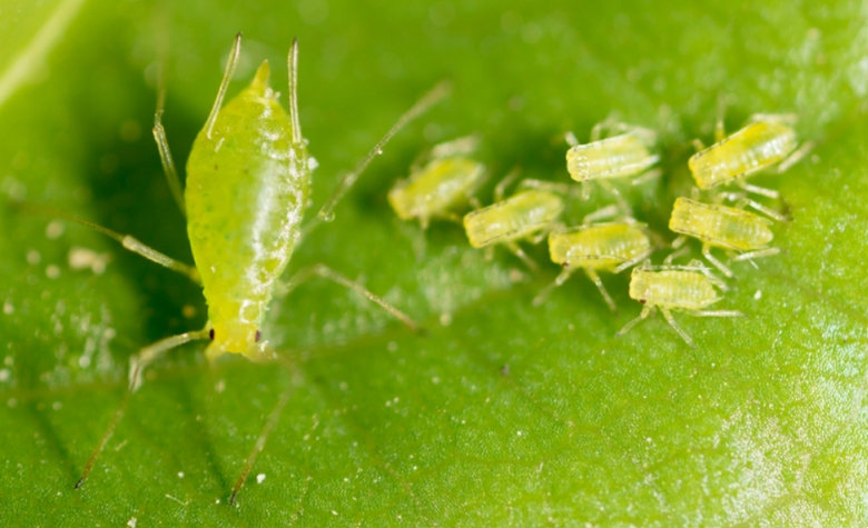 Científicos creen que EU piensa usar insectos como armas