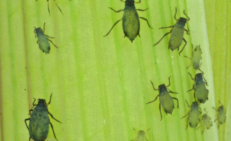 Científicos creen que EU piensa usar insectos como armas