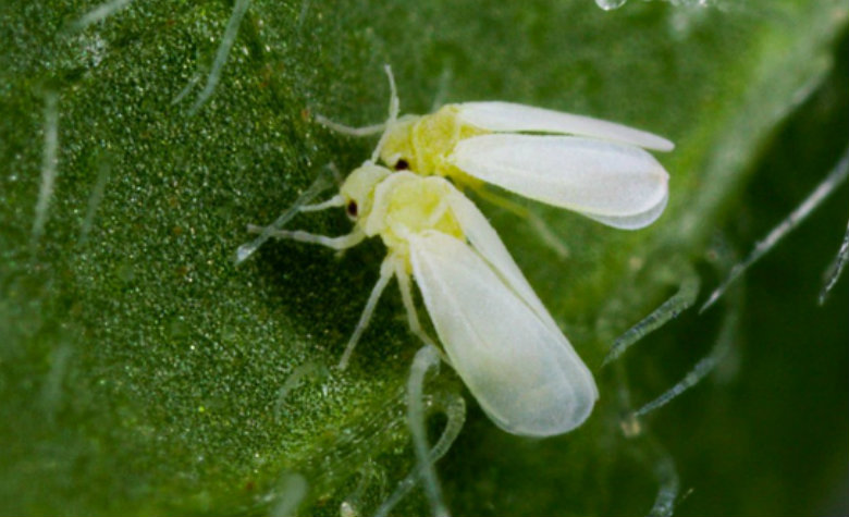 Científicos creen que EU piensa usar insectos como armas