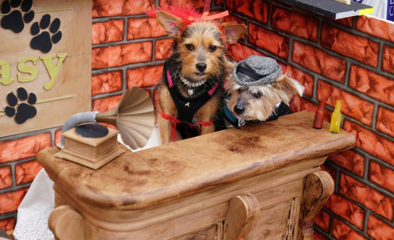 Estos perritos tienen disfraces de pelos