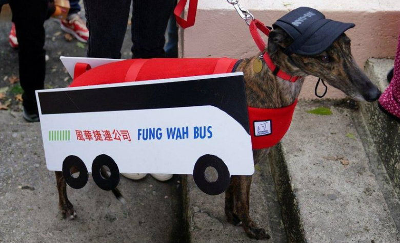 Estos perritos tienen disfraces de pelos