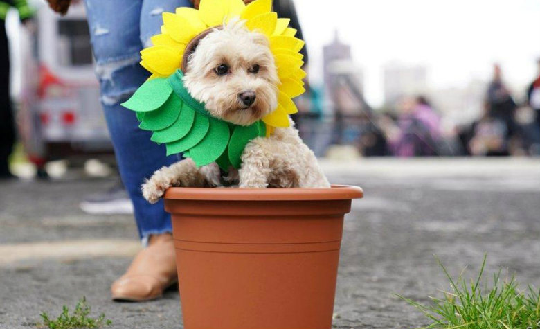 Estos perritos tienen disfraces de pelos