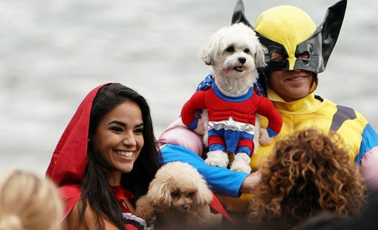 Estos perritos tienen disfraces de pelos