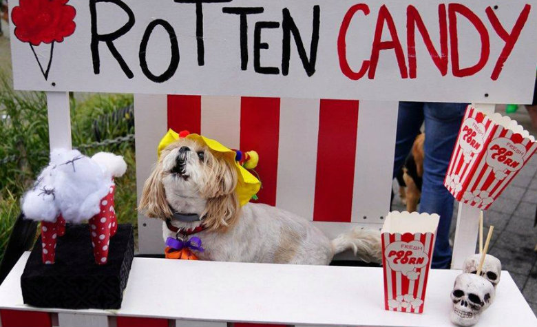 Estos perritos tienen disfraces de pelos