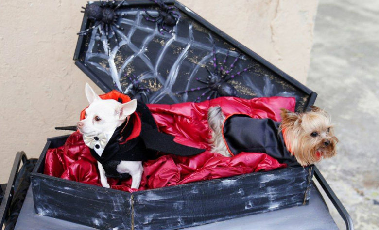 Estos perritos tienen disfraces de pelos