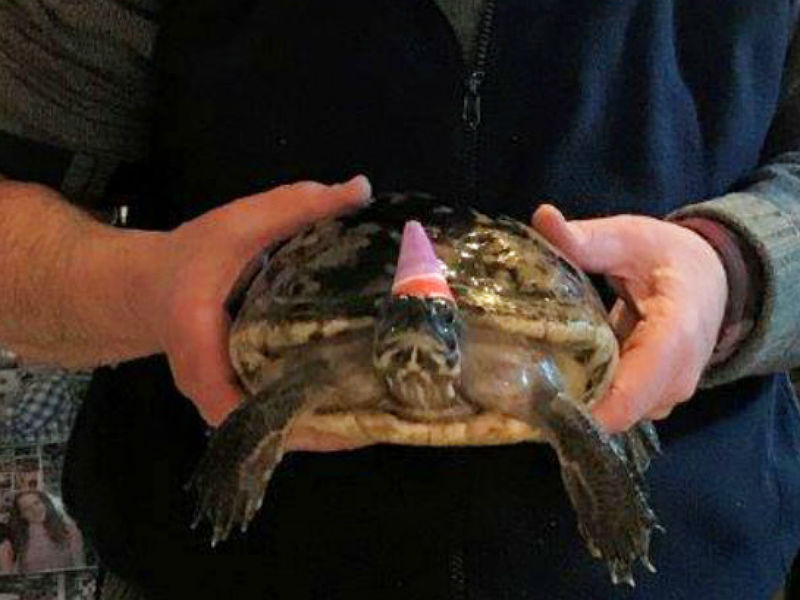 Hombre celebra cumpleaños 50 de tortuga que recibió de niño