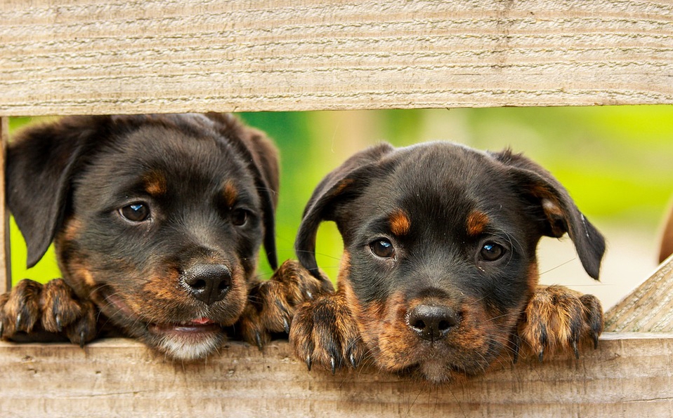 Los perros pueden distinguir cuando una persona es buena o mala