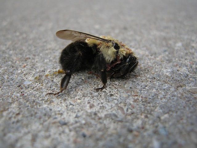 Aún existe alerta por muerte de abejas en La Laguna