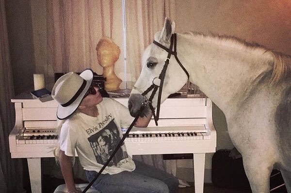 Muere yegua de Lady Gaga