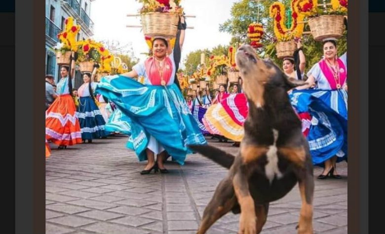 Mazapán: el perrito viral que baila en Oaxaca