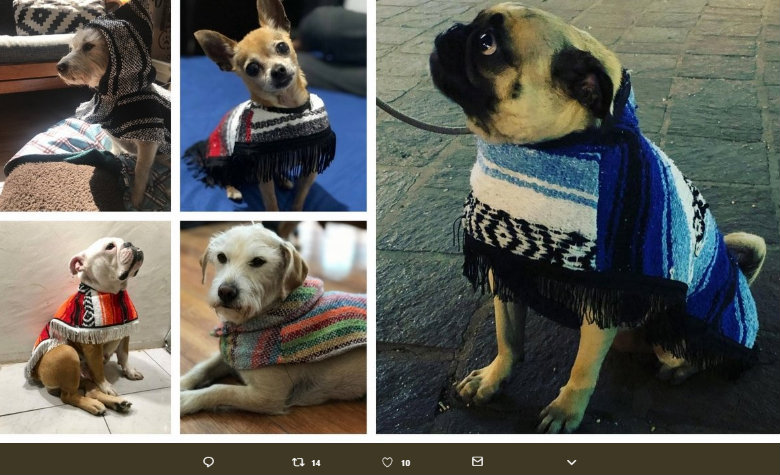 ¡Los ´Guaguarongos´ son la sensación para quitarle el frío a tus perritos!