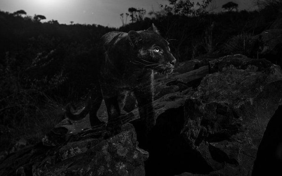 Logran foto de pantera negra por primera vez en 100 años