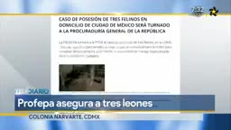 Telediario noticia Autoridades aun no mencionan que harán con los leones. 