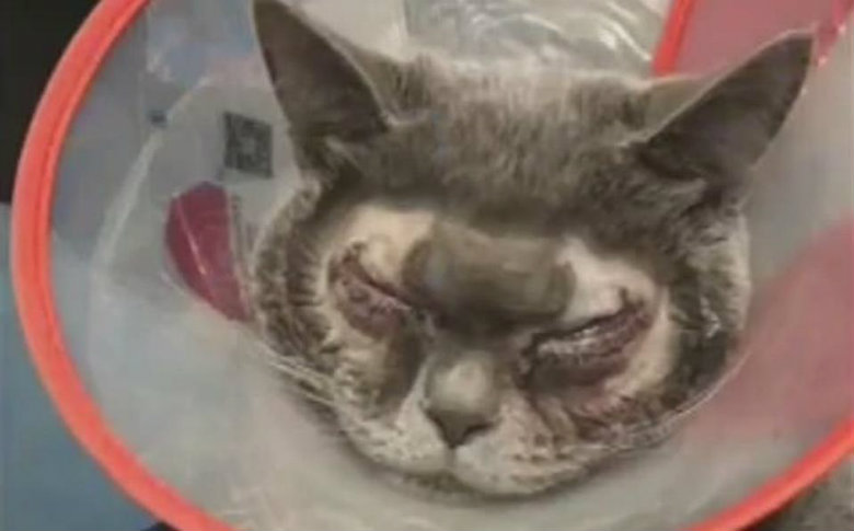 Realizan cirugía plástica a gato por considerarlo feo