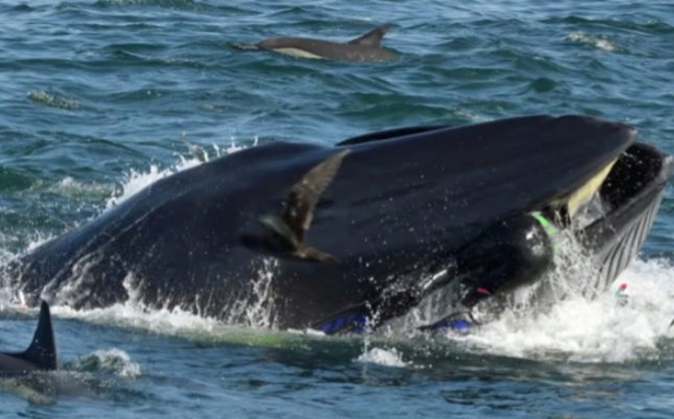 Ballena se traga un buzo y lo escupe vivo poco después