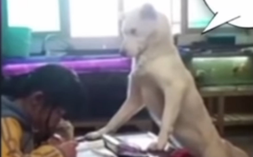 Perrito vigila que su dueña no se distraiga con el celular al hacer la tarea