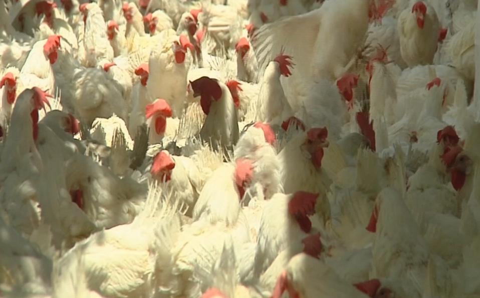 ¡A picotazos! Gallinas asesinan a zorro que se coló en su gallinero