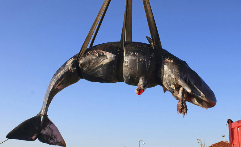 Ballena embarazada muere luego de comer 22 kilos de plástico