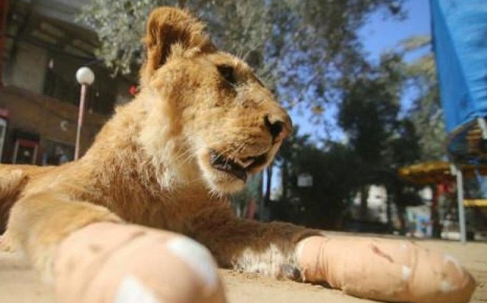 Le mutilan las garras a una leona para que pueda interactuar con visitantes de un zoológico