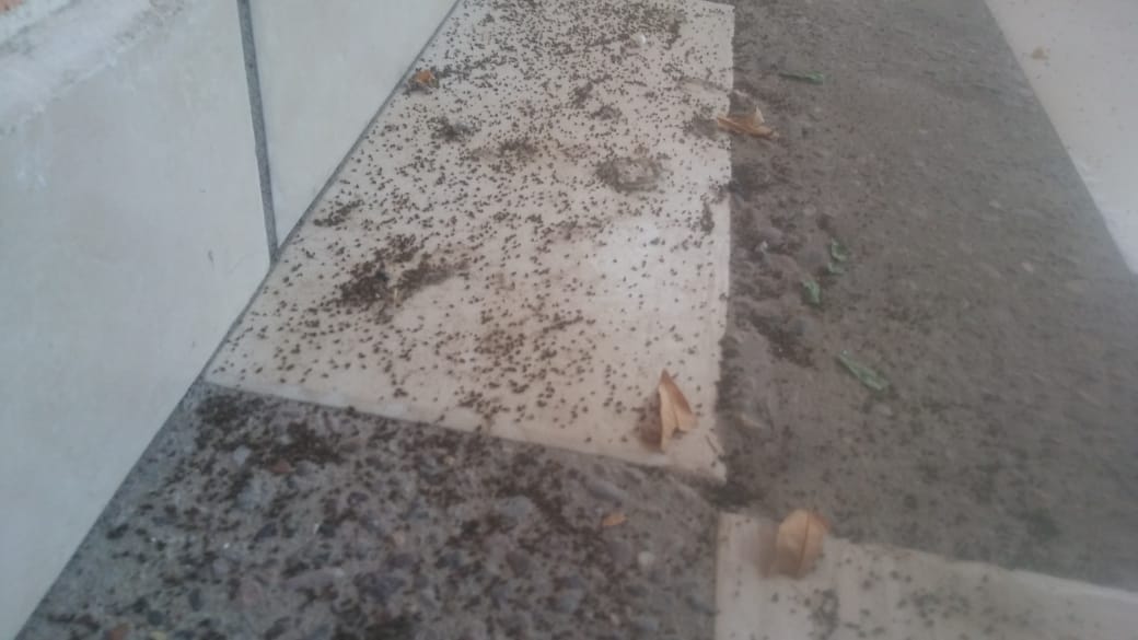 Plaga de chinches invade colonia de Torreón