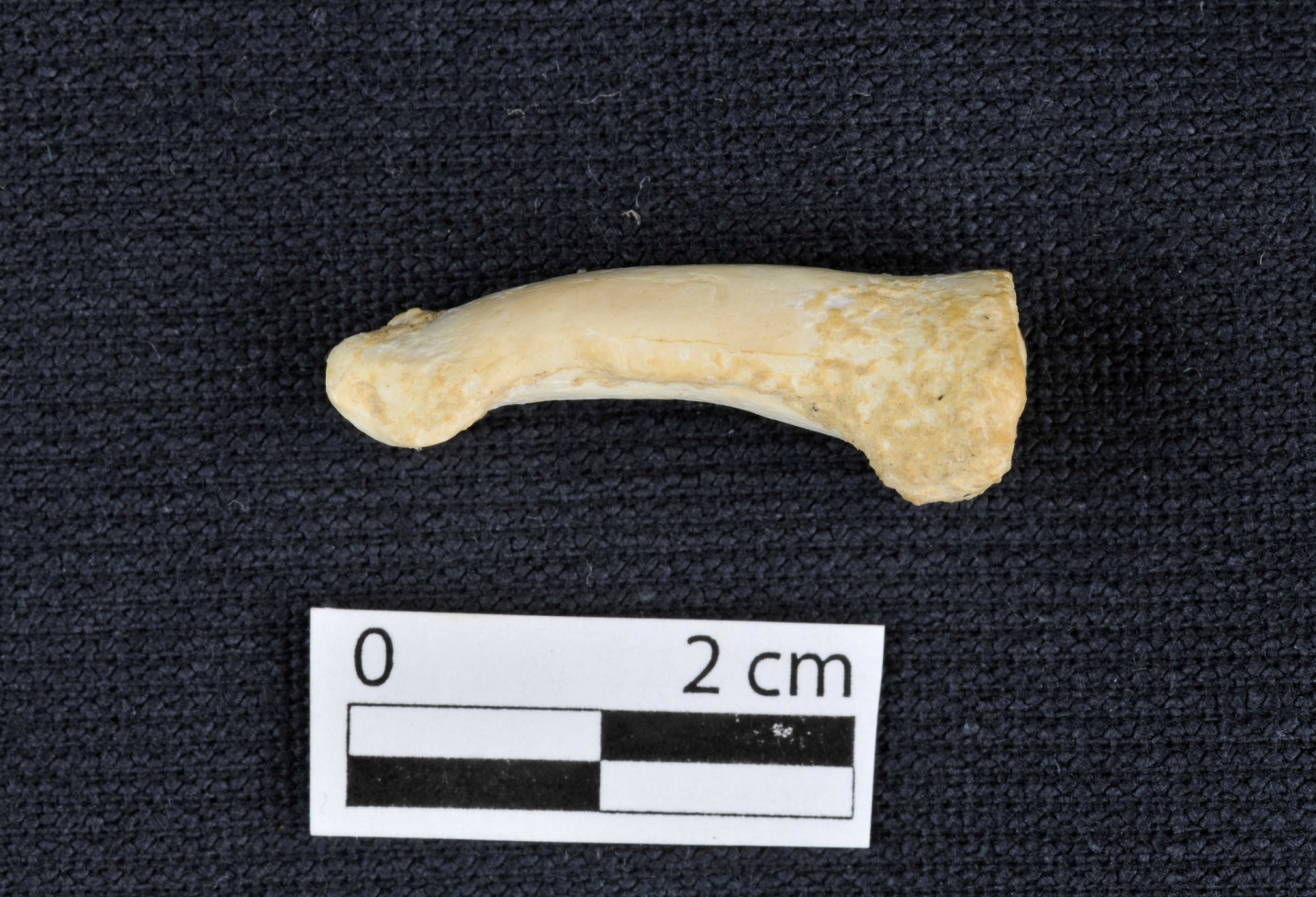 Nueva especie humana es descubierta en Filipinas: 'Homo luzonensis' 