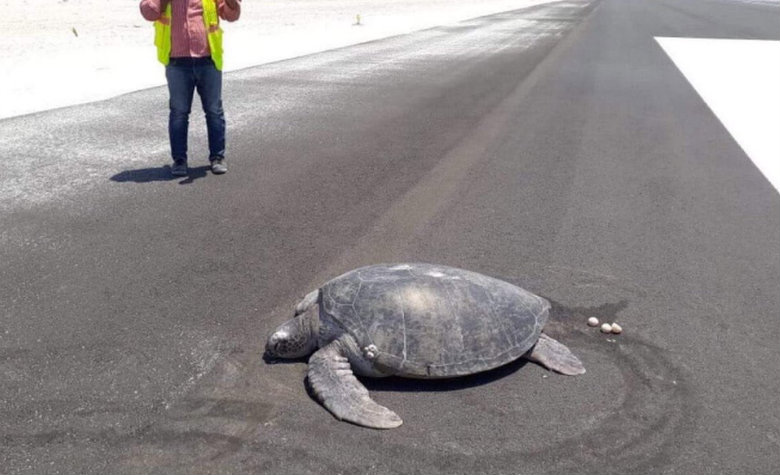 Tortuga busca playa para anidar sus huevos y la encuentra convertida en aeropuerto