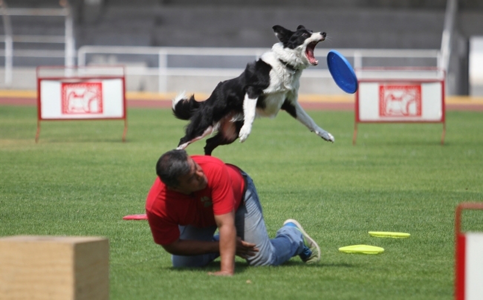Conmemoran 30 años de servicio de perros policía