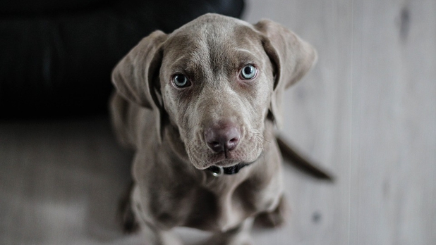 Dueños de perros son más felices que dueños de gatos