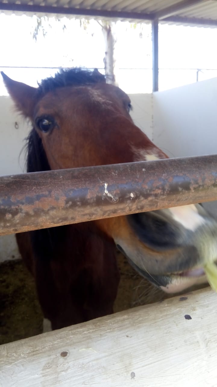 ¡Regresa Tamarindo! El caballo fue encontrado en la colonia Francisco Villa