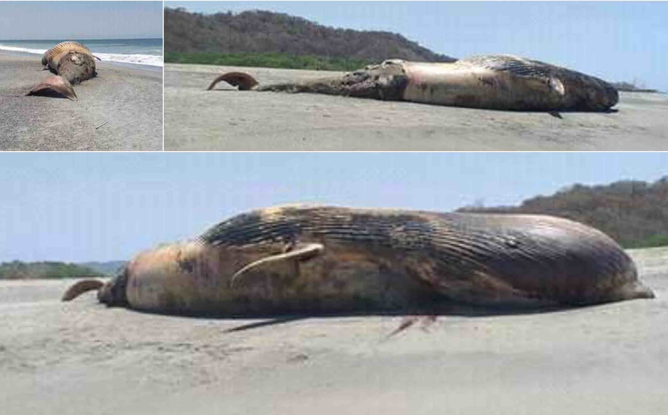 Ballena jorobada aparece sin vida en playa de Oaxaca: la contaminación pudo haberla matado