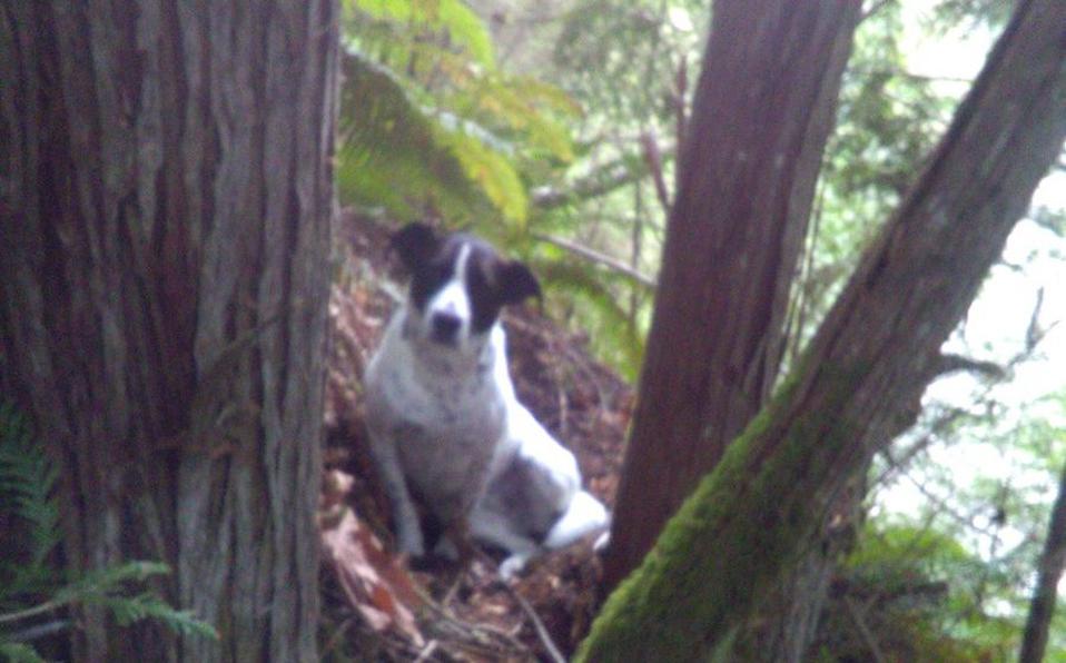 Perrita ayuda a encontrar a su dueño ladrando